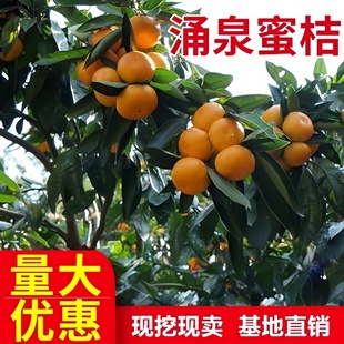 涌泉蜜桔树苗 正宗临海无核蜜桔涌泉蜜橘特优早熟超甜桔子果树苗
