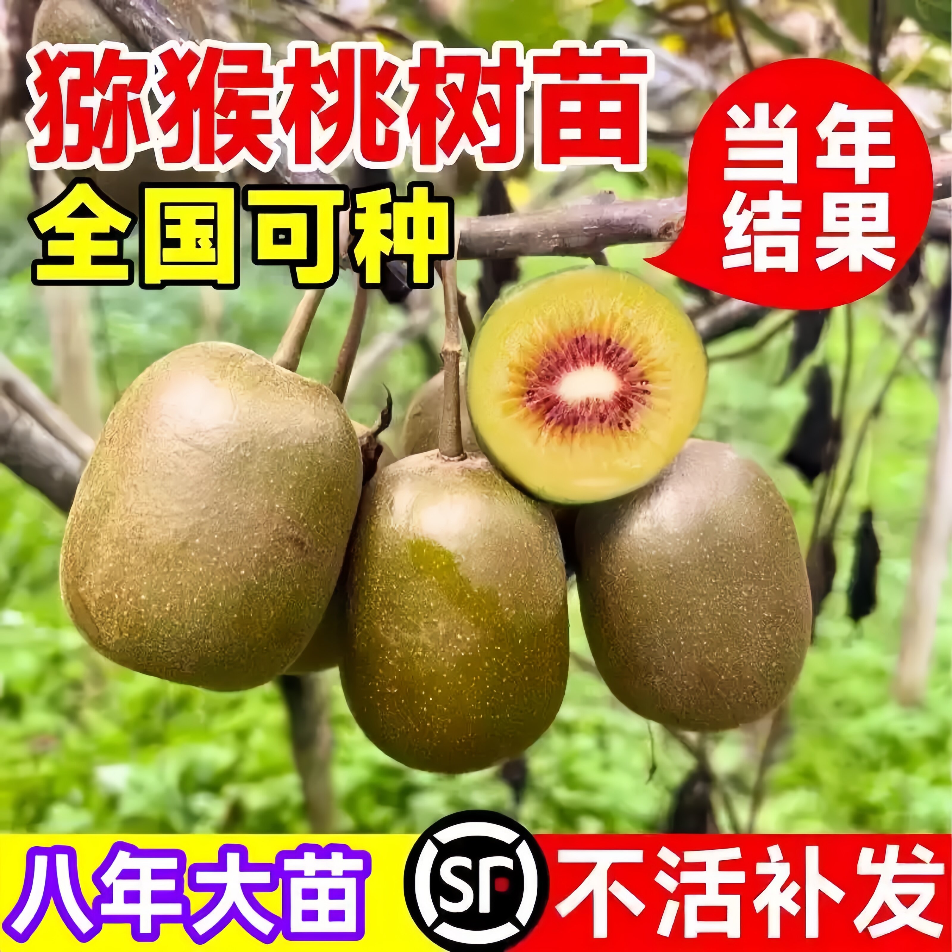 猕猴桃树果苗嫁接雌雄同体红心猕猴桃苗盆栽地栽南方北方庭院种植