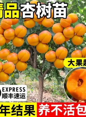 杏树果苗特大庭院南北方种植果树果苗盆栽地载甜杏子树苗当年结果