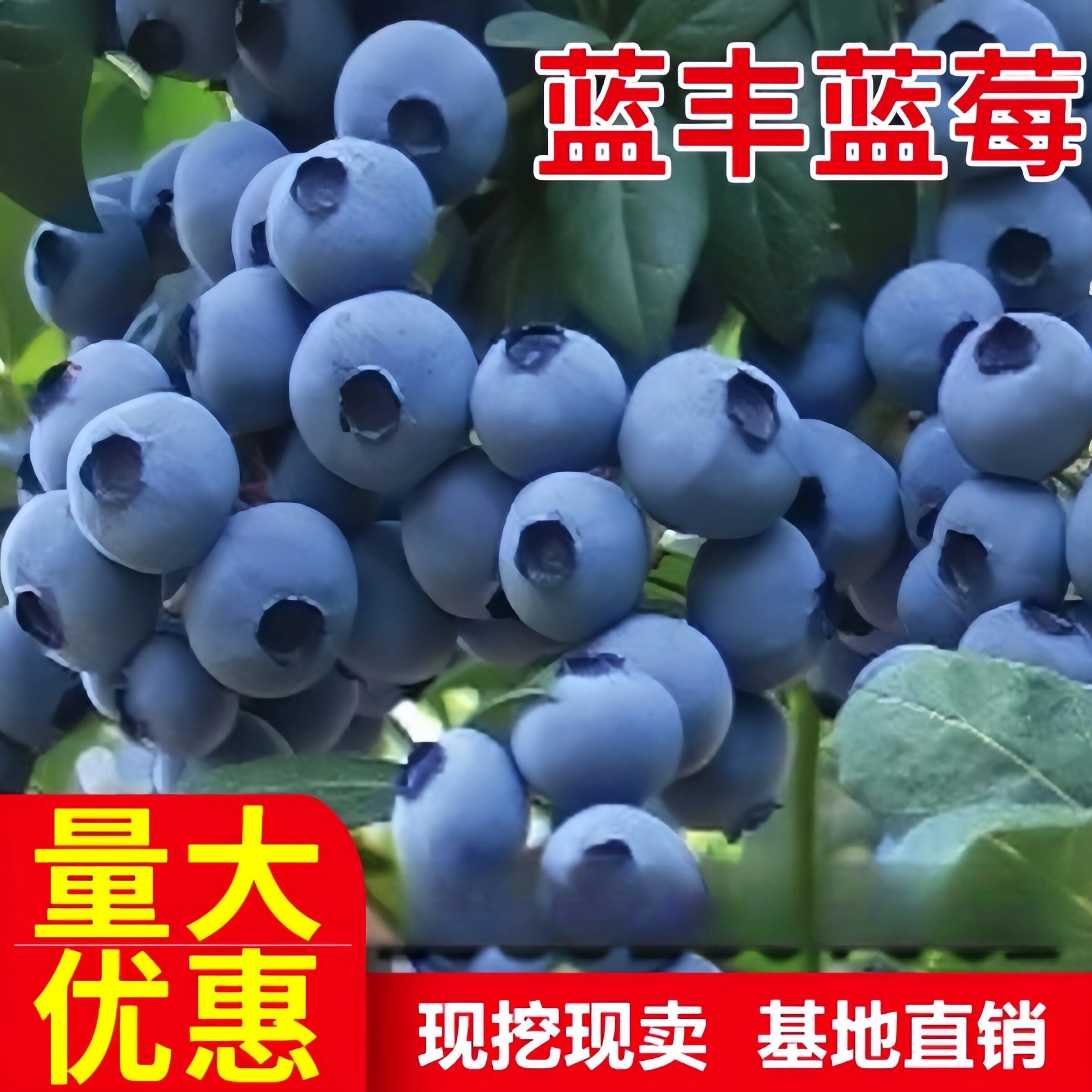 蓝丰蓝莓苗活苗南北方室内外地栽阳台盆栽嫁接苗带土果树当年结果