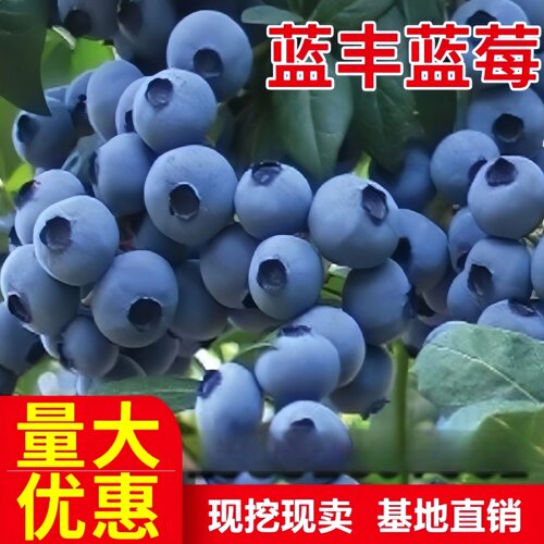 耐寒庭院盆栽蓝莓树苗