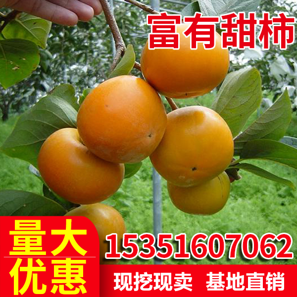 柿子果树苗 富有甜柿苗 嫁接日本脆甜柿子可盆栽地栽当年结果树苗