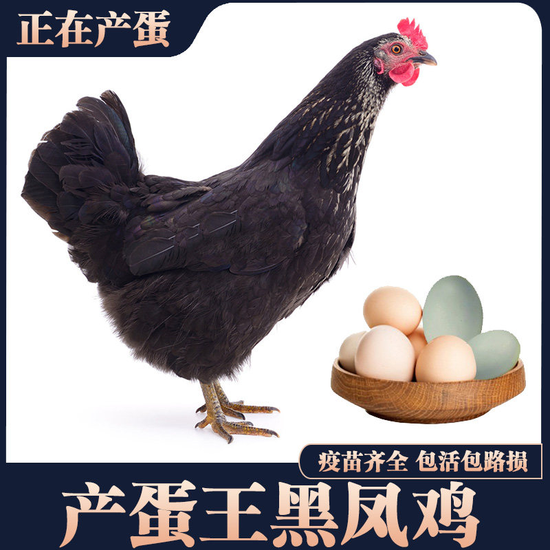 黑凤鸡下蛋鸡土鸡农家散养产蛋王鸡活鸡包活到家粉绿壳蛋鸡母鸡