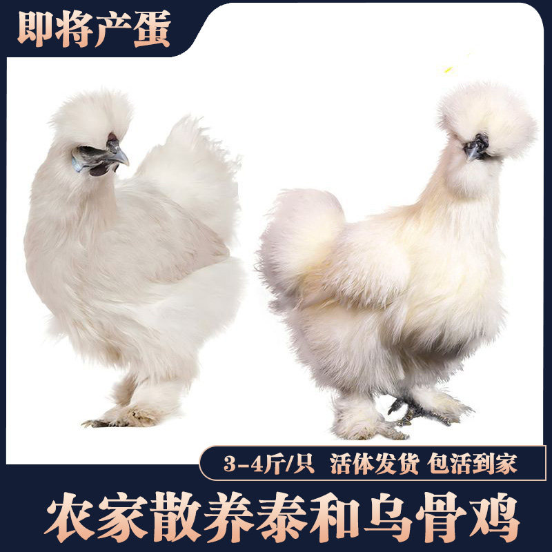 农家散养正宗白凤乌鸡乌鸡土鸡泰和乌鸡包活到家乌骨鸡可现杀发货