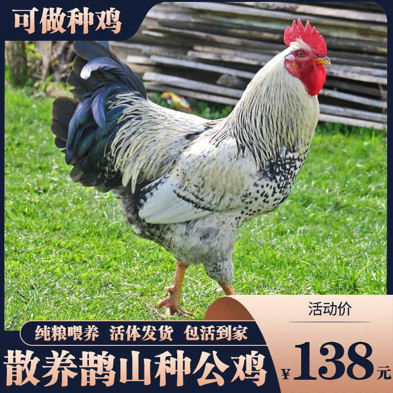 土鸡散养鹊山鸡大公鸡种鸡芦花鸡观赏鸡三白鸡走地鸡活鸡包活到家