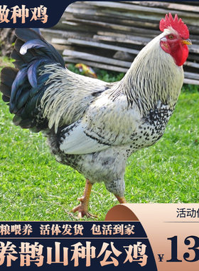 土鸡散养鹊山鸡大公鸡包活到家