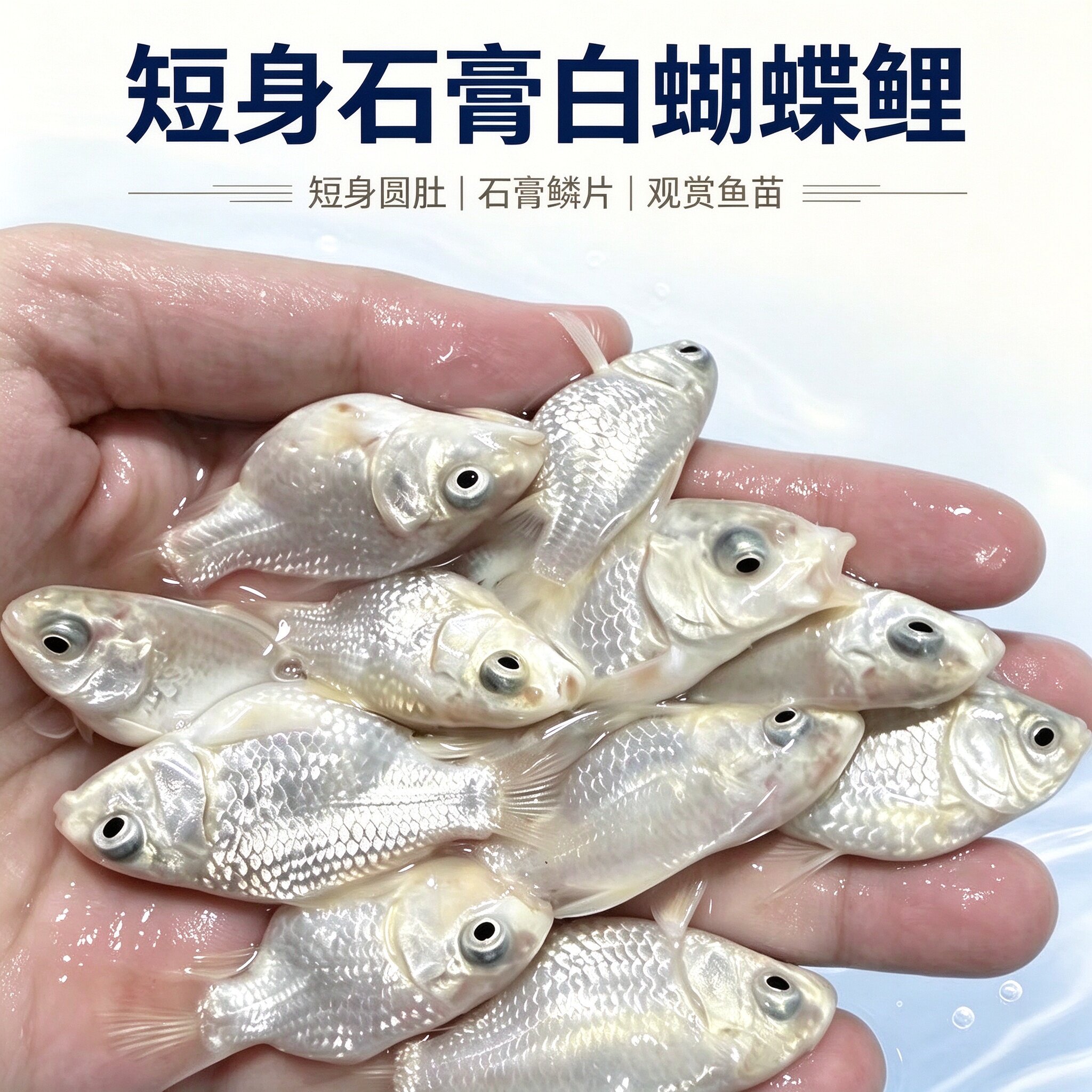 精品纯种蝴蝶鲤鱼短身球体贵妃锦鲤鱼苗耐活好养冷水观赏鱼
