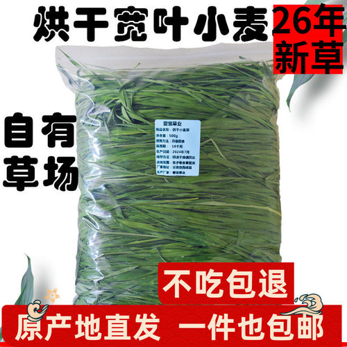 兔友热推宽叶小麦草岷县原产地发