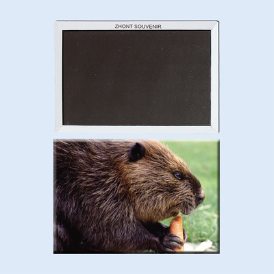 加拿大 河狸 磁性冰箱贴  旅行纪念品 导游礼物 22283