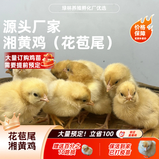 【幼苗】改良湘黄鸡 土鸡 包邮到家疫苗已打产蛋鸡