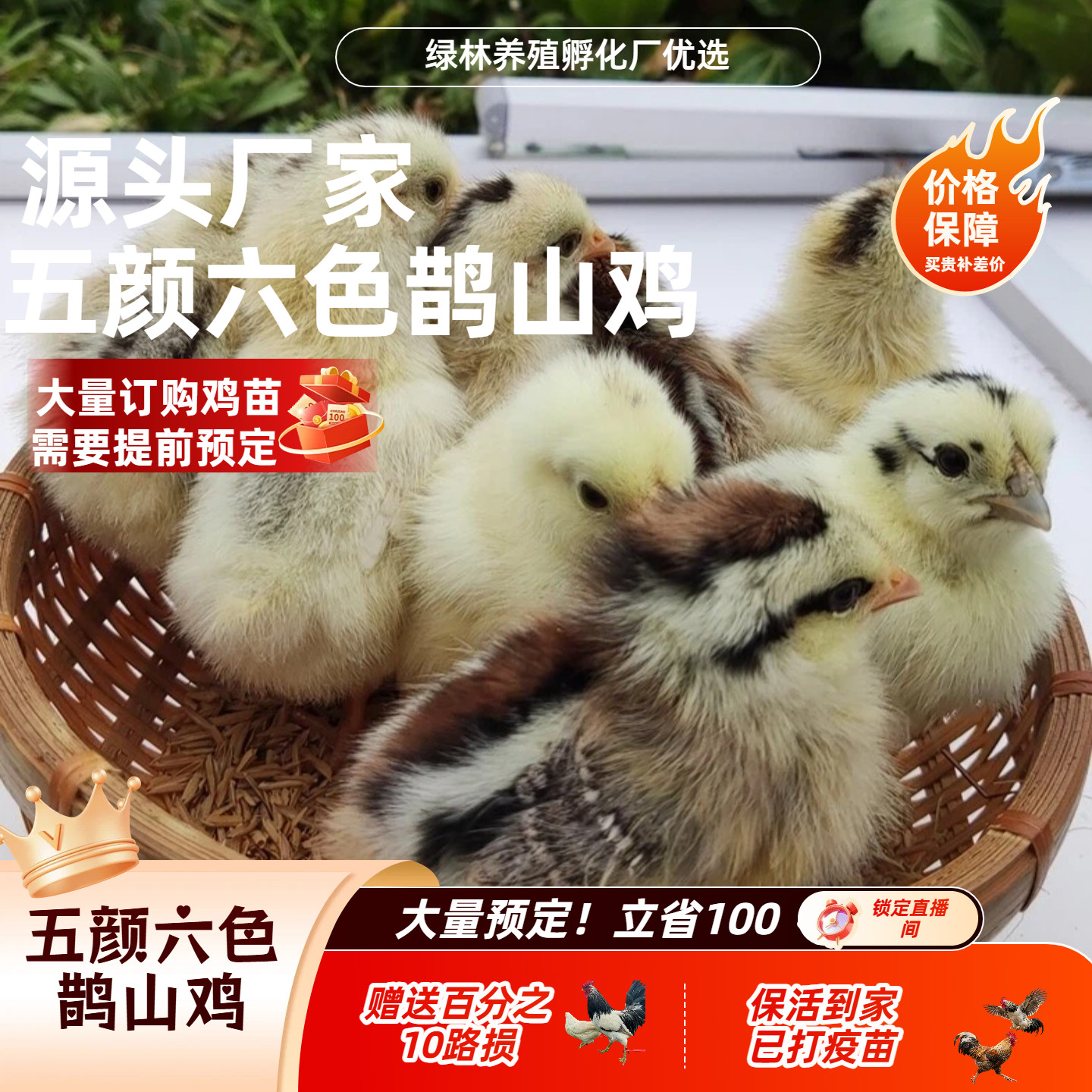 【幼苗】正宗鹊山鸡疫苗齐全包邮到家路损包赔赠送百分10路损衡阳
