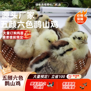 【幼苗】鹊山鸡 疫苗齐全 包邮到家路损包赔赠送百分10路损衡阳发