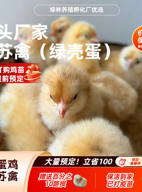 幼苗苏禽绿壳蛋鸡苗到家疫苗已打