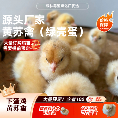 幼苗苏禽绿壳蛋鸡苗到家疫苗已打