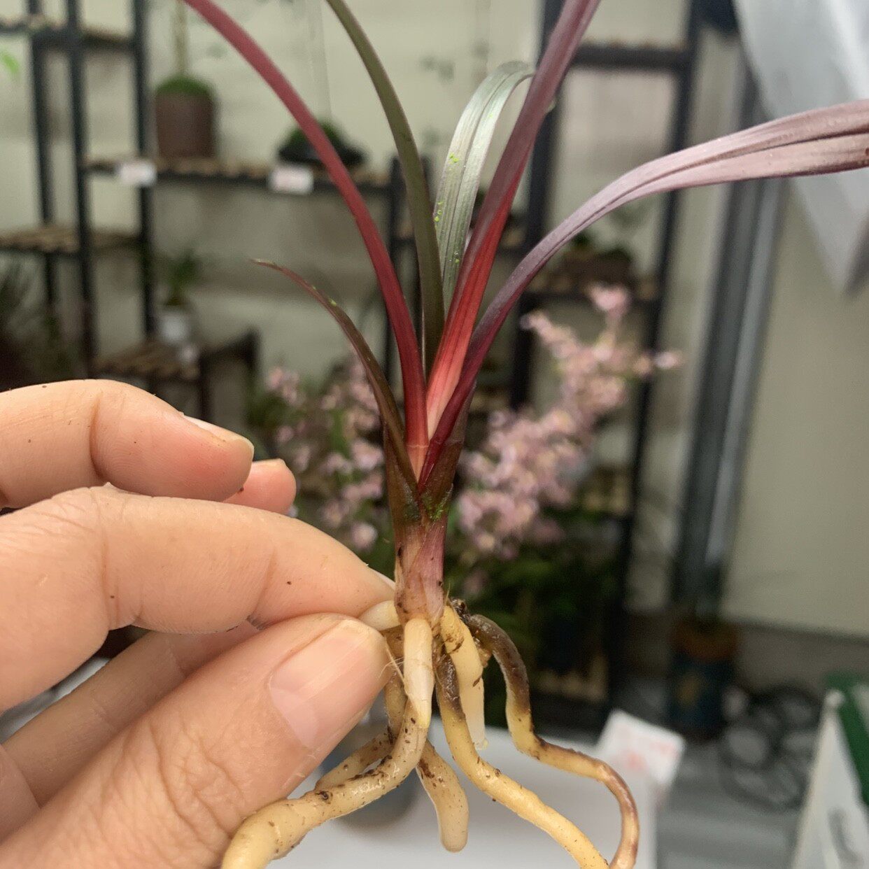 网红草精品兰花苗红草红荷建兰四季兰