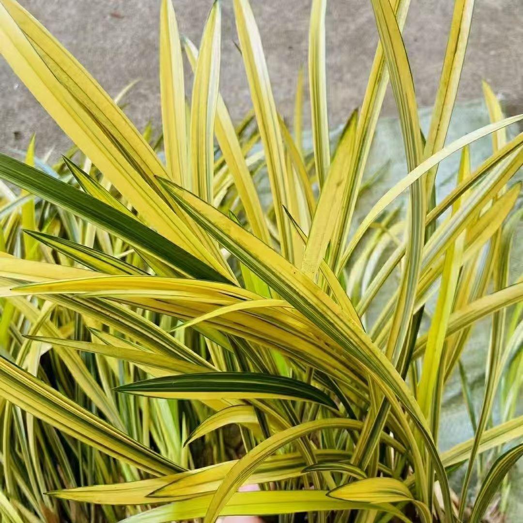 高档名贵花卉经典叶艺线艺兰铁骨金龙精品兰花苗绿植盆栽