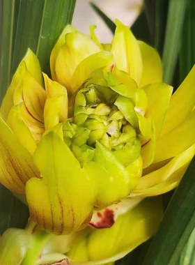 兰花苗春兰奇花黄金牡丹浓香黄色花卉绿植盆栽好养易活冬季带花苞