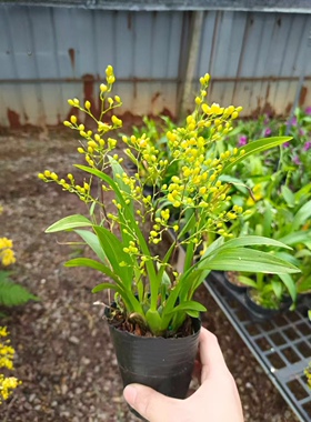 黄色文心兰梦香多花剑爆花奶香浓香兰花卉绿植盆栽园艺可水培包邮