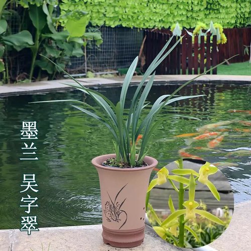 包对版墨兰花卉白墨吴字翠素心名品客厅阳台书房卧室庭院盆栽绿植