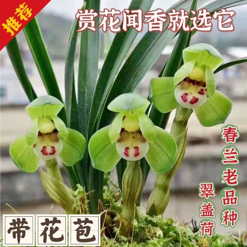 包对版春兰花卉名品翠盖荷文荷瓣花型浓香室内绿植盆栽培园艺鲜花