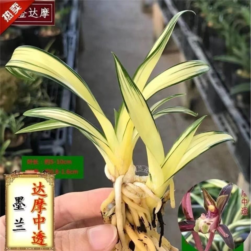 精品兰花苗墨兰中透艺达摩中透