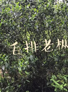 品鉴装～2025年高枞2泡+2025年毛排百年老枞2泡+2025年野茶2泡