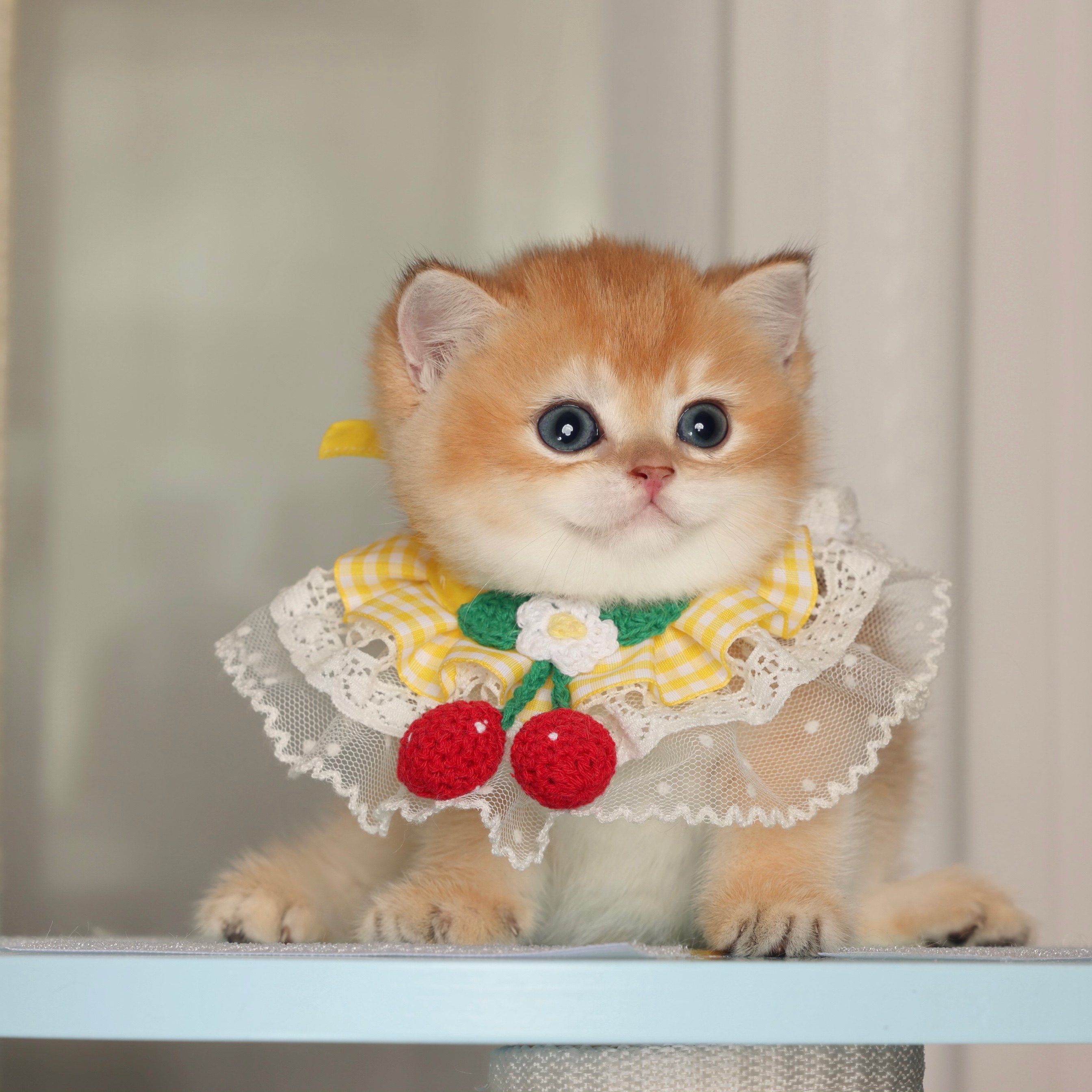 宠物手工蝴蝶结围脖项圈狗狗猫咪兔子小型犬可爱口水巾宠物围嘴