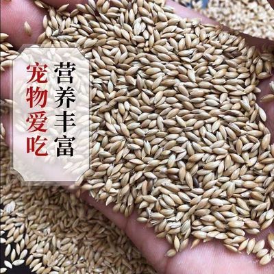 鹦鹉鸟食饲料 加纳利子 白尖粟 金丝雀芙蓉鹦鹉黄雀鸟粮包邮 5斤