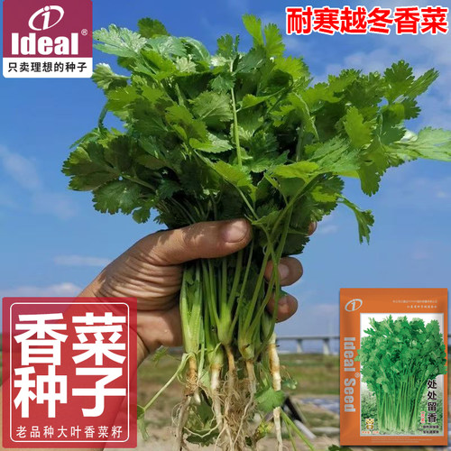 理想农业四季速生大叶香菜种子