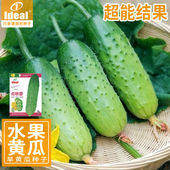 水果黄瓜种子点秋香黄瓜籽种水果黄瓜种孑ideal理想农业理想种业