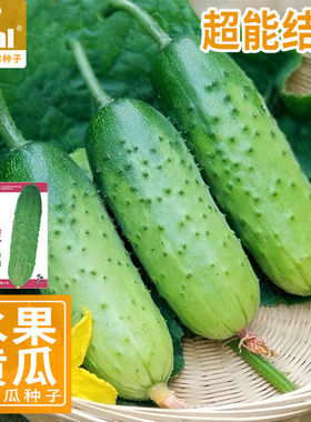 水果黄瓜种子点秋香黄瓜籽种水果黄瓜种孑ideal理想农业理想种业