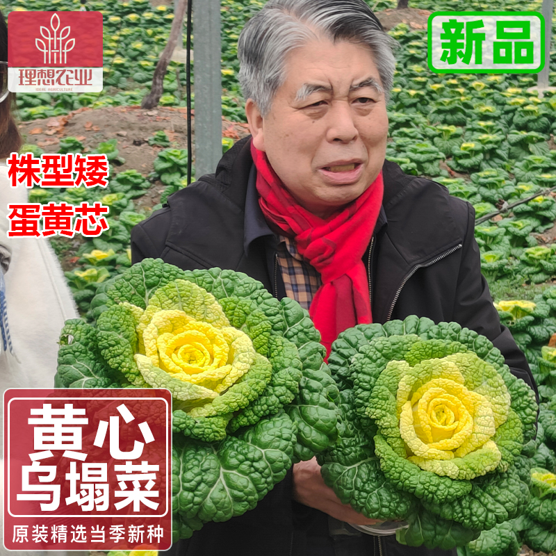 老品种黄心乌塌菜种子理想农业