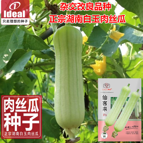 丝瓜种子白丝瓜种子老品种肉丝瓜水瓜种子ideal理想农业理想种业