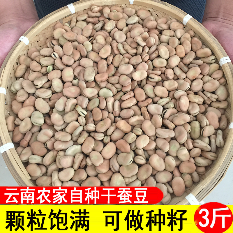 云南干蚕豆 3斤装生的新货蚕豆散装农家自种白皮蚕豆种子 可发芽