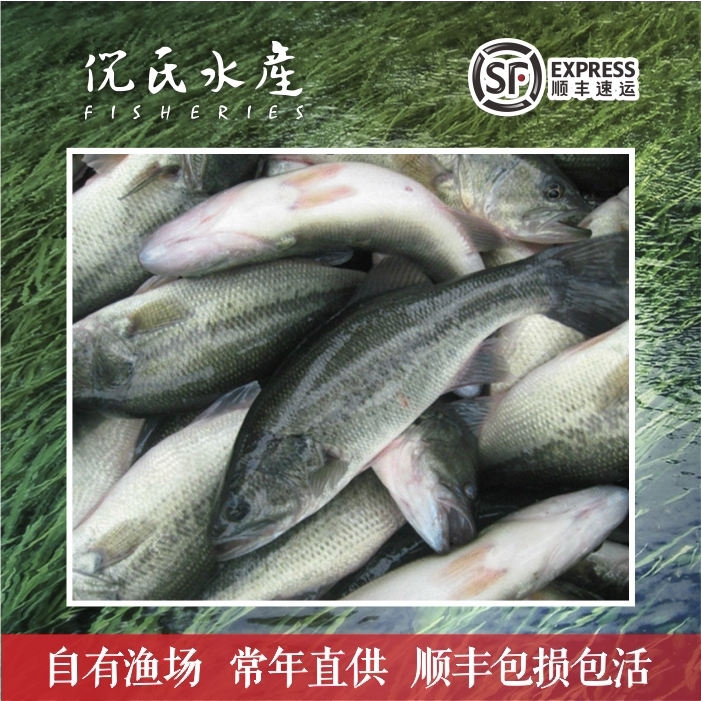 鲈鱼苗淡水鲈鱼鱼苗大口黑鲈路亚鱼苗优鲈5号凶猛活体养殖加州鲈
