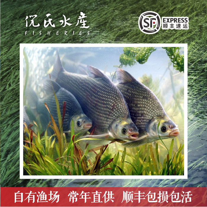 特大鳊鱼苗武昌鱼三角鲂团头鲂柳叶鳊长身鳊四大家鱼活体淡水养殖