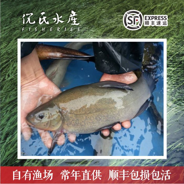 欧洲丁贵淡水养殖供应鱼苗