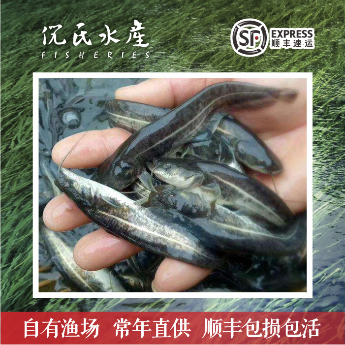 活体胡子鲶南方大口鲶鲶鱼淡水
