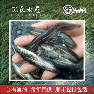 南方大口鲶鱼苗河鲶鱼淡水鱼专用塘鲺鱼可过冬活体两须鲶鱼公分苗