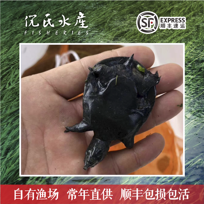 外塘大甲鱼食用鱼苗包邮养殖中华乌鳖活苗活物王八龟团鱼淡水鲜活