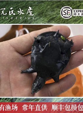 淡水养殖甲鱼乌鳖中华鳖活甲鱼苗