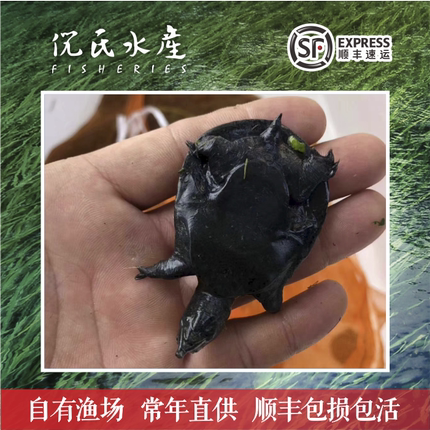 外塘大甲鱼食用鱼苗包邮养殖中华乌鳖活苗活物王八龟团鱼淡水鲜活