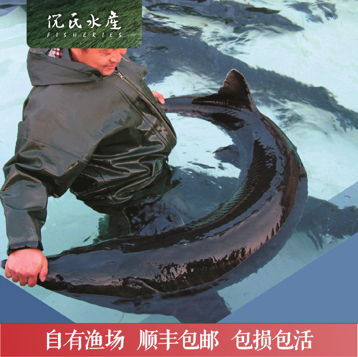 鲟鱼苗 杂交鲟鱼苗 鲟龙鱼苗 西杂鲟鱼苗 人工养殖淡水鲟活体鱼苗