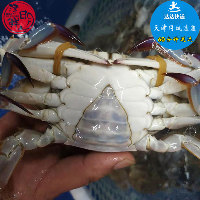 天津海蟹鲜活精品梭子蟹三角野生花脐二姨子飞蟹海鲜圆脐满膏同城