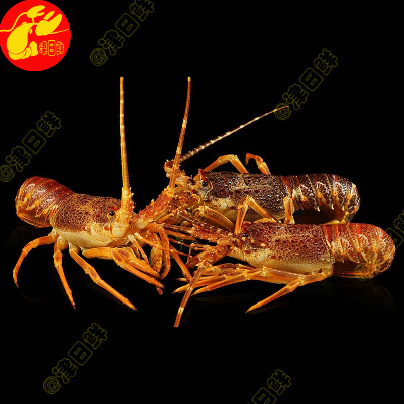 天津澳洲龙虾仔波士顿刺身青龙花活虾