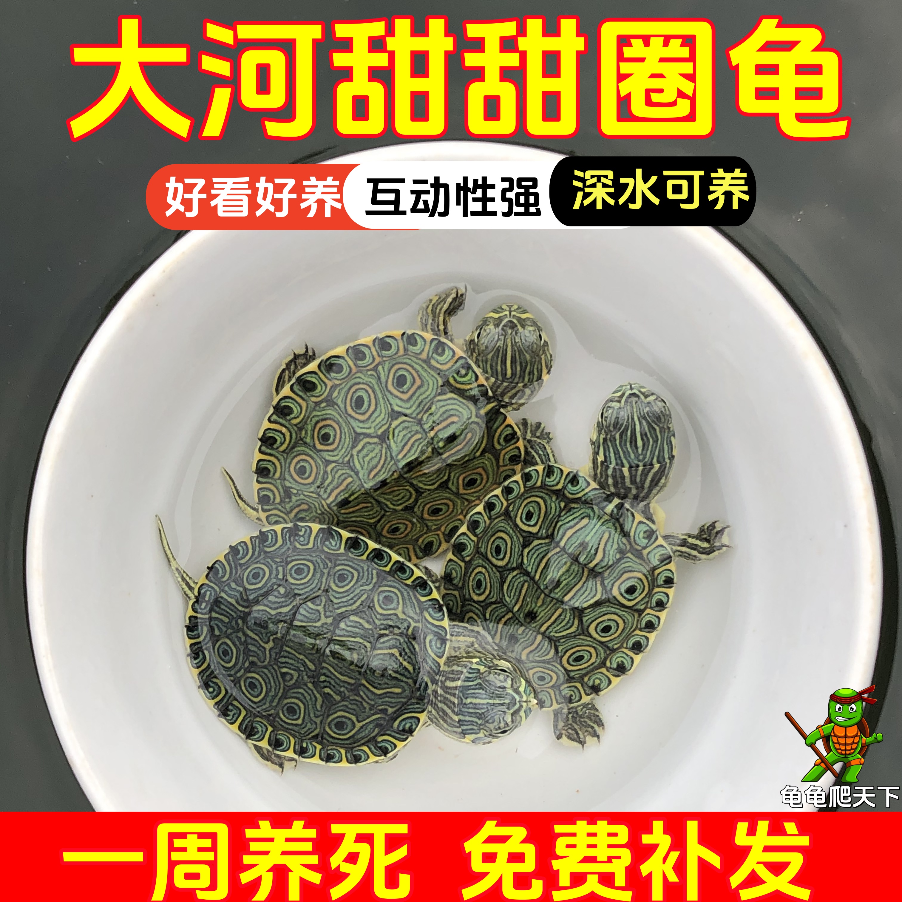 龟龟爬天下大河甜甜圈孔雀龟