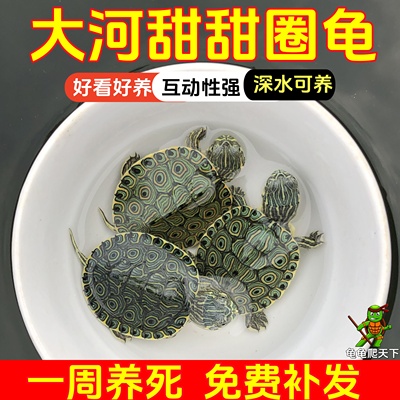 龟龟爬天下大河甜甜圈孔雀龟