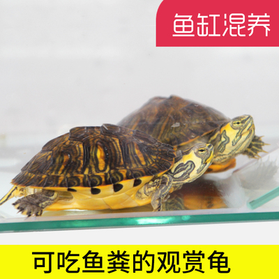 萌龟饲家深水黄耳龟吃鱼粪清理