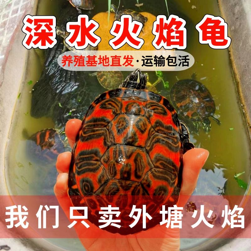 宽纹宠物混养活体水族火焰龟