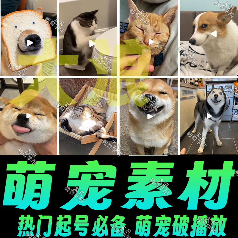 萌宠素材无水印高清国外